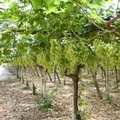 Crisi vitivinicola: drastico ribasso dei prezzi delle uve