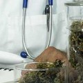 Cannabis ad uso medico