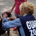 Al via un corso in materia di zoofilia