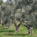 Siccità: olivi in 'coma vegetativo'