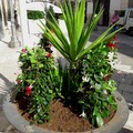 Nuove piante nelle fioriere cittadine