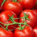 Il pomodoro italiano una delle eccellenze a livello mondiale