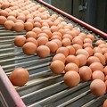 Impennata dei prezzi delle uova