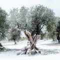 Contributi per oliveti colpiti dalle gelate del 2018