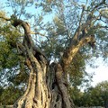 Gli  alberi monumentali sono una testimonianza storica dei territori