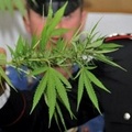 Canosa, deteneva 2 piante di marijuana. Arrestato 38enne