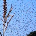 Invasione di sciami di moscerini della frutta