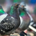 Misure preventive contro la nidificazione dei colombi