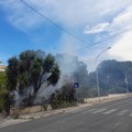 Canosa: Incendio nella pineta di via Corsica