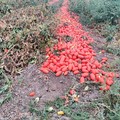 A rischio la campagna pomodoro