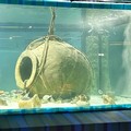 L’acquario : un museo vivente nel Museo di Egnazia