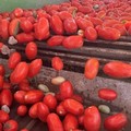 Puglia: Al via la raccolta del pomodoro da salsa