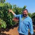 Puglia: Al via la raccolta delle ciliegie