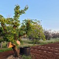 Mandorli e albicocchi, esempi di ‘resilienza’ alla Xylella