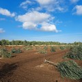 Un nuovo gravissimo attacco all’imprenditoria agricola: altri 200 ulivi barbaramente tagliati
