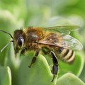 In Puglia  cresce la Bee Economy