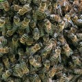 Puglia: Le temperature alte fanno uscire le api dagli alveari