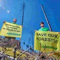 Ogni due secondi la deforestazione fa scomparire aree grandi come un campo da calcio