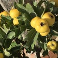 Le azzeruole : un  frutto dimenticato