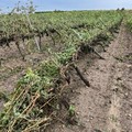 Maltempo: tornado e grandine si abbattono su vigneti e oliveti