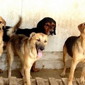 Puglia: Legge sul controllo del randagismo, anagrafe canina e protezione degli animali d’affezione