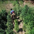 Scoperta piantagione di marijuana in un vigneto abbandonato