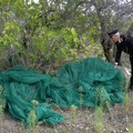 Canosa: Furti di olive, tre arresti