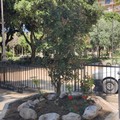 Canosa: Un carrubo nell’aiuola  della villa comunale