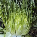 Riconoscimento ufficiale per la Cicoria Puntarelle Molfettese come Indicazione Geografica Protetta (IGP)