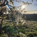Maltempo: vento e gelo sulle fioriture di primavera rischiano di fare strage di raccolti