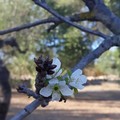 Puglia: Ciliegi sono in fiore