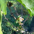 Caldo: Ciliegi in fiore in Puglia