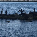 Puglia: Invasione di cormorani per la tropicalizzazione del clima