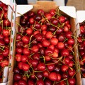 Crollo dei prezzi delle ciliegie ‘Ferrovia’
