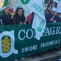 Regione Puglia autorizza il trasporto dei lavoratori agricoli riducendo la distanza interpersonale