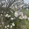 Puglia: mandorli in fiore per la finta primavera