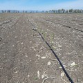Raid nelle campagne: depredate 110 file di asparagi foggiani