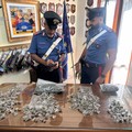 Carabinieri rinvengono una serra per la coltivazione della marijuana