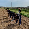 Il Terrizuolo trapiantato nell'agro di Canosa di Puglia