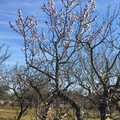 Mandorli in fiore, ‘finta primavera’ in Puglia