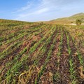 Migliorare la fertilità del suolo e garantire la produzione anche su terreni fortemente aridi
