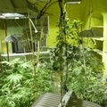 Canosa: scoperta una serra per la coltivazione di marijuana