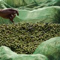 Puglia: La piaga dei furti di olive nelle campagne
