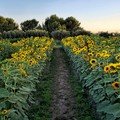 Pace & Amore nei campi di girasoli e lavanda di Puglia