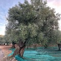 Fareambiente Puglia: Maggiori investimenti per la ricostituzione, la cura e la tutela dei boschi