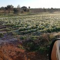 Maltempo: gelo artico in Puglia