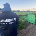 Controlli dei Carabinieri alle aziende agricole