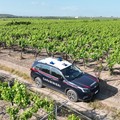 Tre arresti per furti di uva