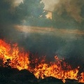 Puglia: in fumo 1565 ettari di boschi e pinete