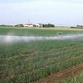 Canosa: Gli agricoltori non sono in condizione di sopportare l’aumento del prezzo dell’acqua